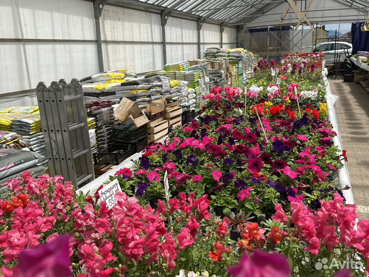 Садовые цветы