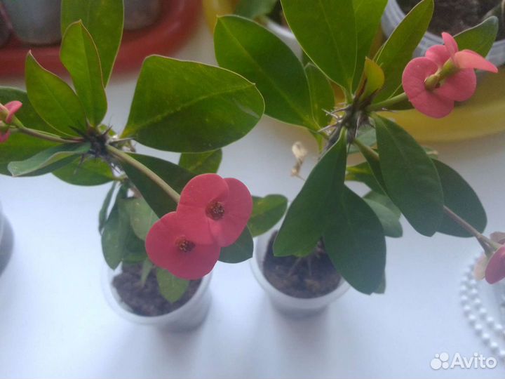 Молочай миля,эуфорбия