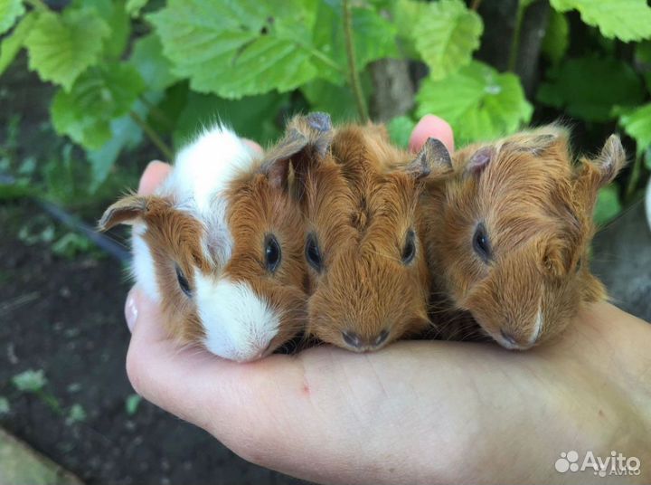 Морские свинки