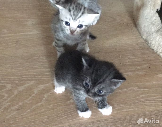 Кошка в дар
