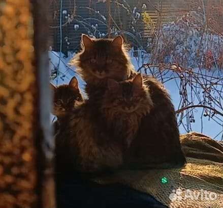 Сибирские кошечки