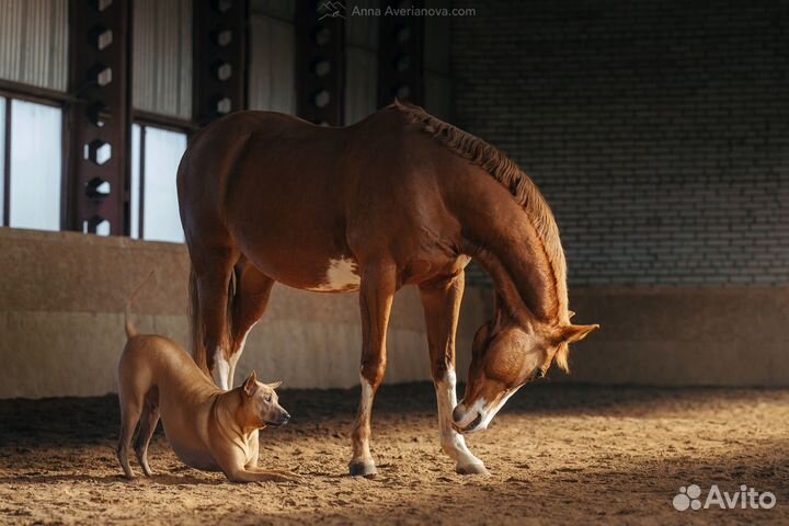 Собаки для рекламы, фотосессии, съёмок