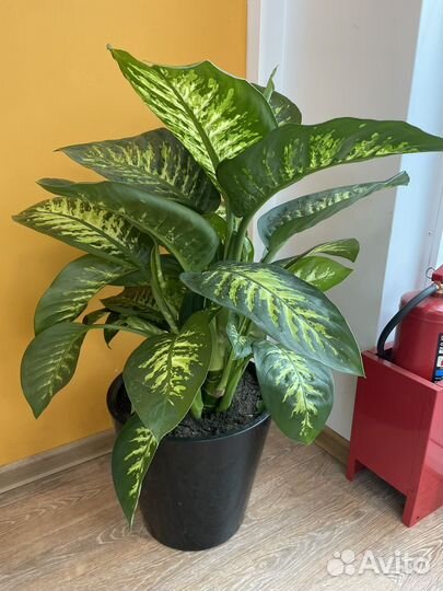 Комнатные растения цветы