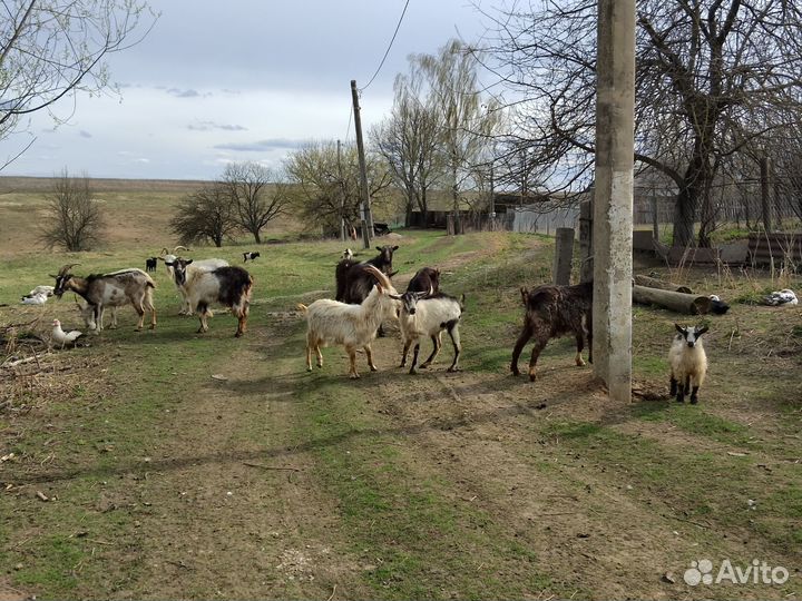 Козы и козлики