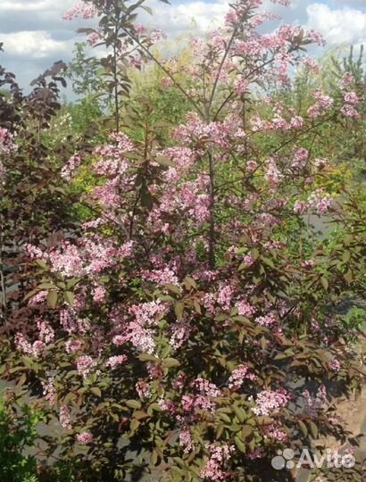 Саженцы деревьев : черемуха, клён, каштан, береза