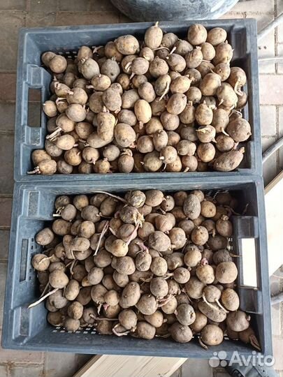 Семенной картофель