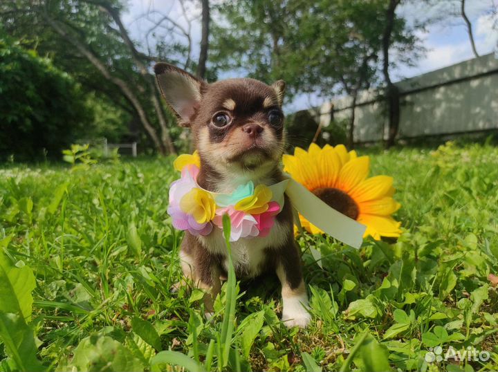 Лиловые и шоколадные щенки чихуахуа