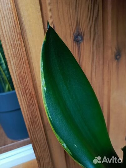 Сансевиерия