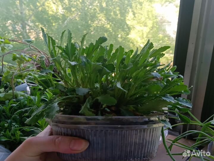 Мускарики и ромашка садовая