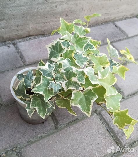 Плющ садовый 2 вида