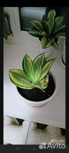 Сансевиерия люсиль полан