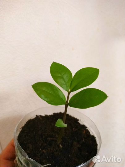 Замиокулькас долларовое дерево