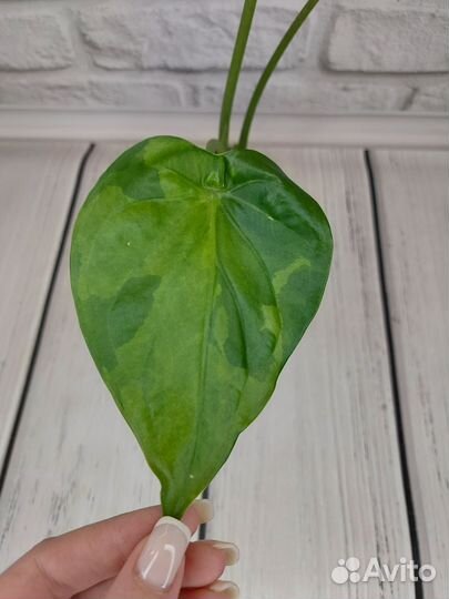 Монстера тайское созвездие, алоказия куккулата