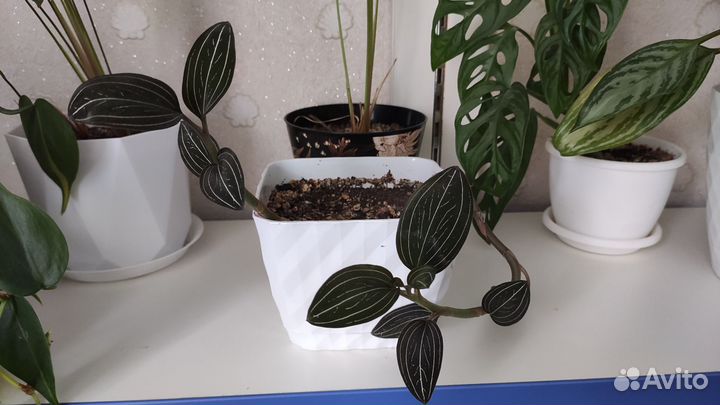 Драгоценная орхидея лудизия