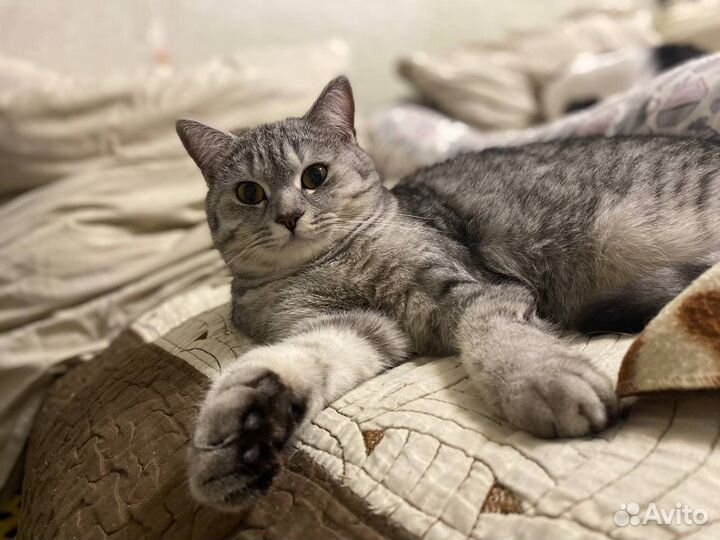 Котики в добрые ручки