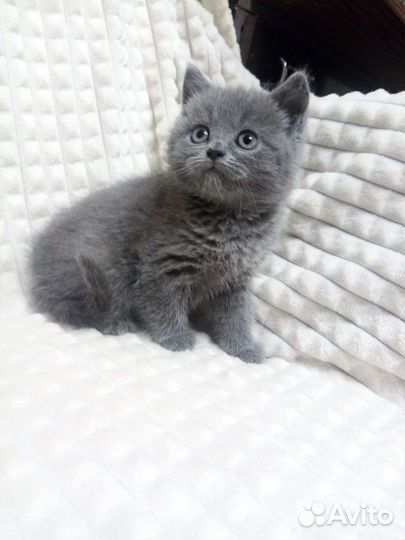 Британские котята