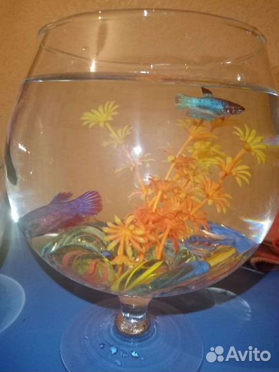 Аквариум с рыбками