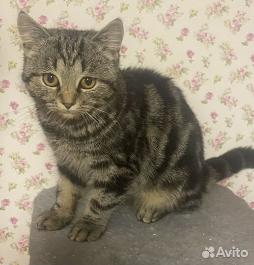 Кошка в дар