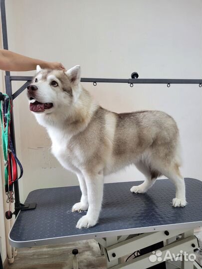 Экспресс линька