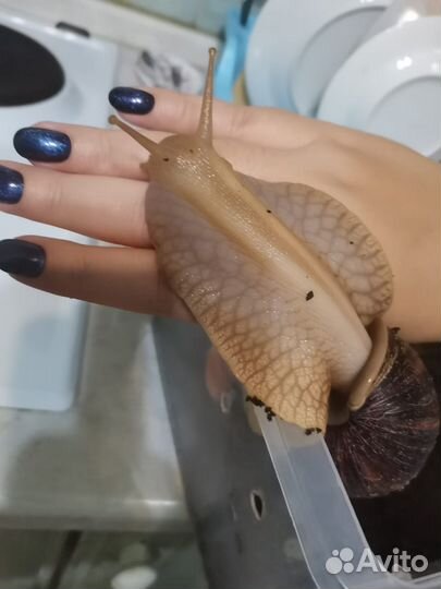 Ахатинские улитки