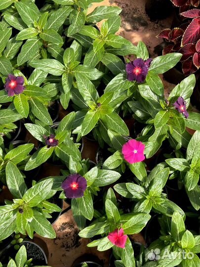 Цветы для сада и лоджий