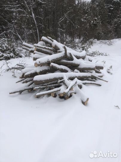 Стволы можжевельника