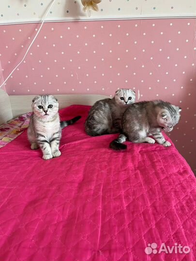 Клубные котята девочка и мальчик с документами