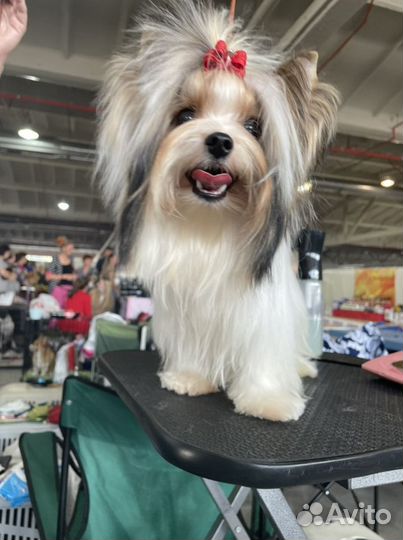 Щенки бивера