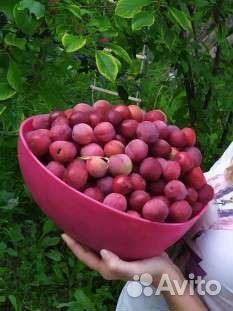 Саженцы сливы