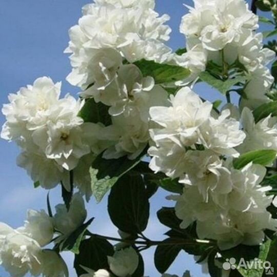 Жасмин (чубушник) махровый Снежная буря