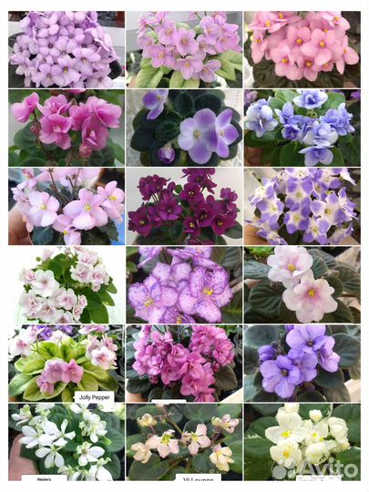 Мини фиалки