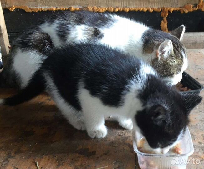 Котята в добрые руки