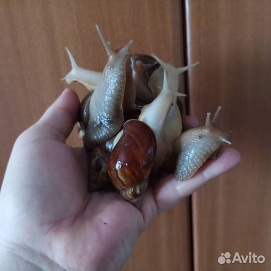 Улитки ахатины