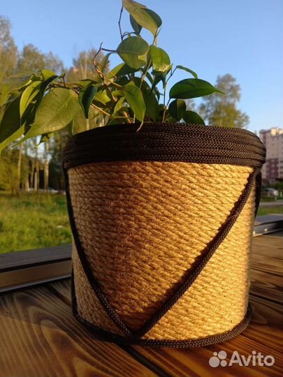 Фикус в кашпо