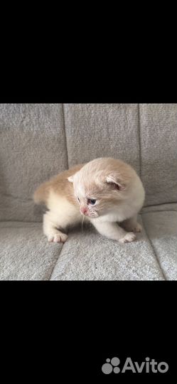 Шотландские котята