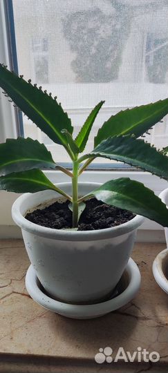 Каланхоэ лечебный