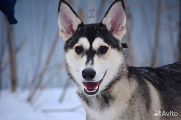 Метис хаски