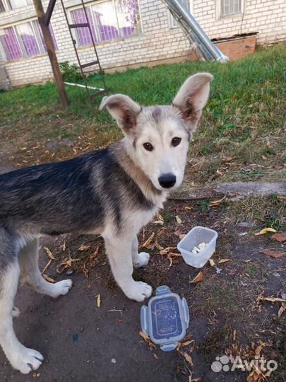 Собака кутенок в добрые руки