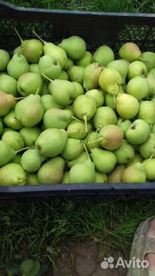 Груши сладкие
