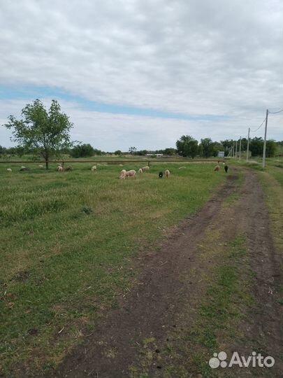 Продаются ягнята баранчики на завод