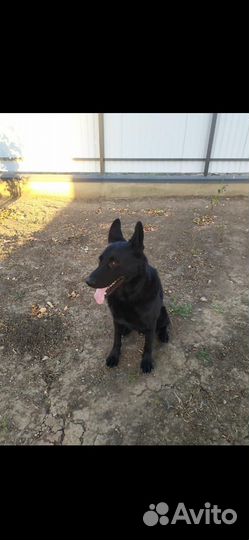 Вязка самец Восточно-европейская овчарка