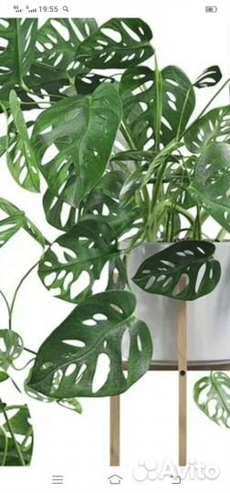 Монстера манки маск (маска обезьяны)