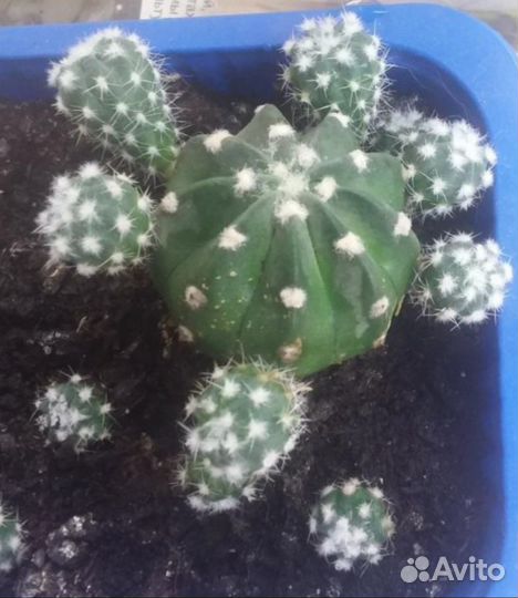 Кактус домашний