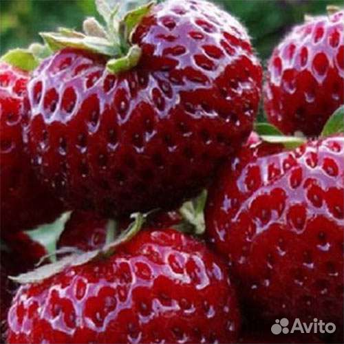 Рассада клубники Мице Шиндлер