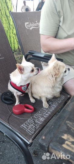 Рулетка, шлейка и поводок для щенкпг