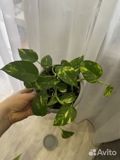 Сциндапсус/эпипремнум золотистый