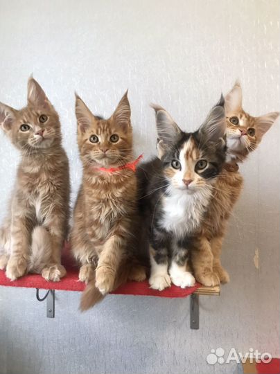 Котята мейн-кун с документами