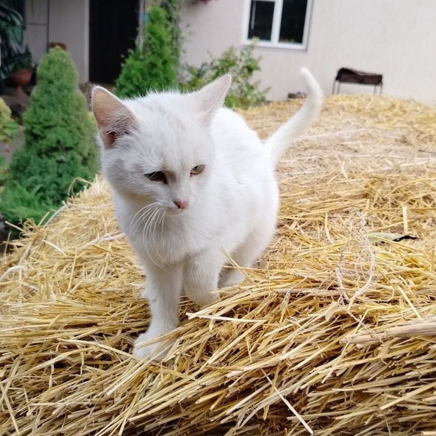 Белая кошка котенок в добрые руки