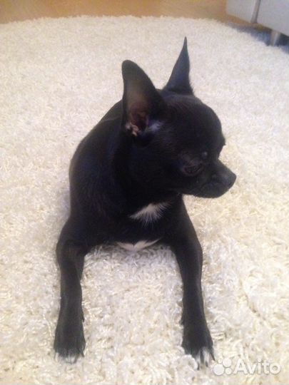 Чихуахуа для встречи