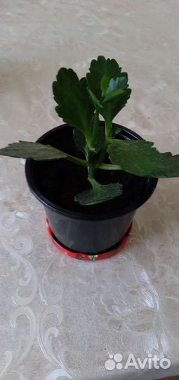 Каланхоэ цветущий